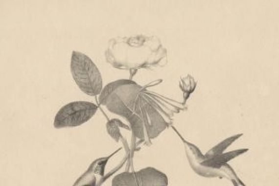Mannevillette Elihu Dearing Brown