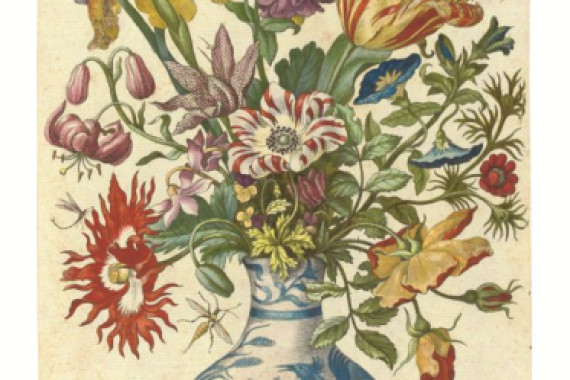 Maria Sibylla Graff Merian