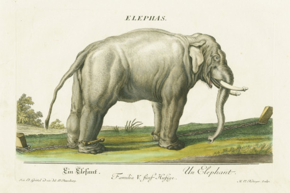 Martin Elias Ridinger