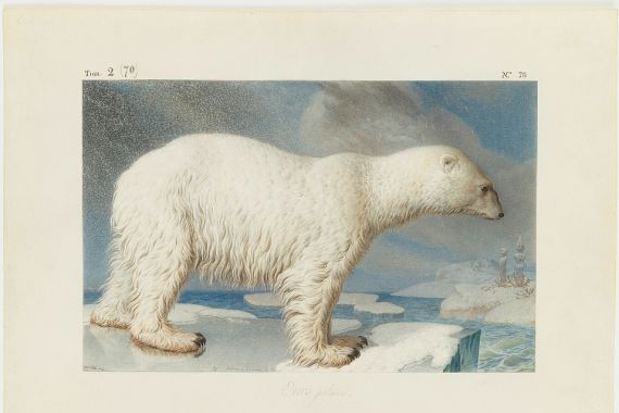 Nicolas Maréchal
