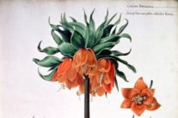 Pieter van Kouwenhoorn