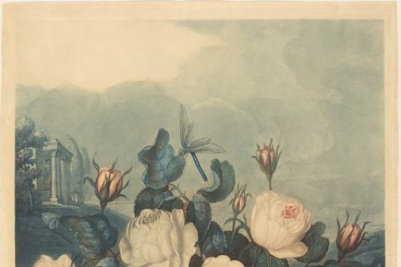Richard Earlom after Dr. Robert John Thornton