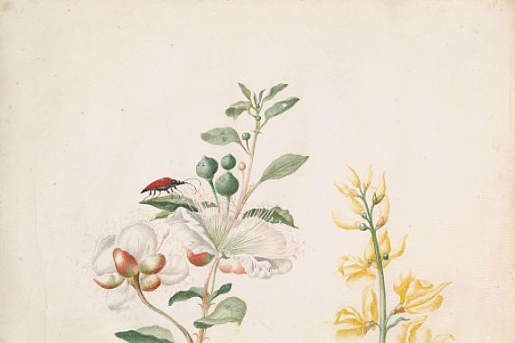 Sybilla Merian