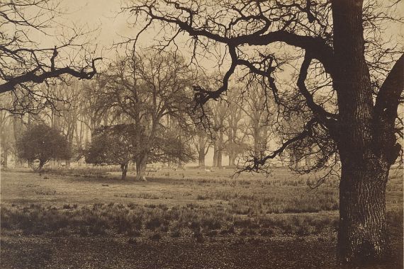 W. H. Nicholl