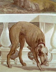 Cão numa varanda. Detalhe do Fresco. Pintura de Paolo Caliari chamada Paolo Veronese (1528-1588), cerca de 1561. Fresco Maser (Treviso), Villa Barbaro, Sala Bacchus