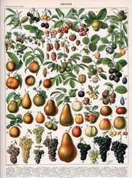 Ilustração das Variedades Vegetais, c.1905-10 (cor litho)