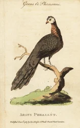 Grande faisão argusino, Argusianus argus