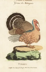 Turquia, Meleagris gallopavo