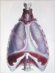 Anatomia dos pulmões, de 