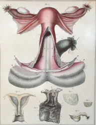 Anatomia do útero, de 