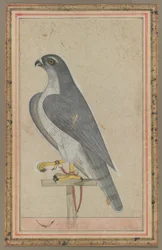 Falcão