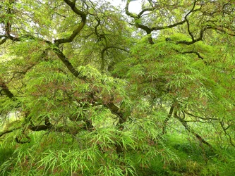 Mãos verdes