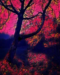 O crepúsculo.