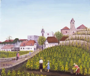 Vindima em Dürnstein