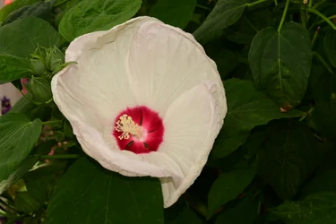 Rosas fotografadas contra um fundo suave, natural e artístico.