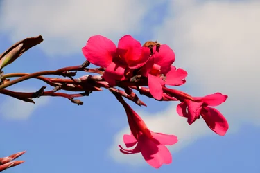 Rosas fotografadas contra um fundo suave, natural e artístico.