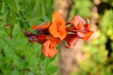 Rosas fotografadas contra um fundo suave, natural e artístico.