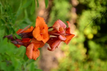 Rosas fotografadas contra um fundo suave, natural e artístico.