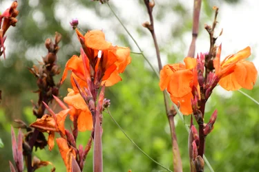 Rosas fotografadas contra um fundo suave, natural e artístico.