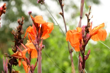 Rosas fotografadas contra um fundo suave, natural e artístico.