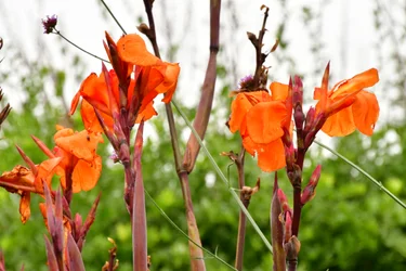 Rosas fotografadas contra um fundo suave, natural e artístico.