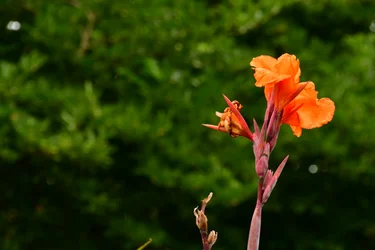 Rosas fotografadas contra um fundo suave, natural e artístico.