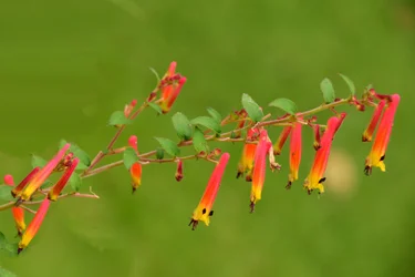 Rosas fotografadas contra um fundo suave, natural e artístico.