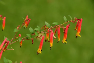 Rosas fotografadas contra um fundo suave, natural e artístico.