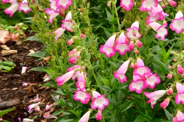 Rosas fotografadas contra um fundo suave, natural e artístico.