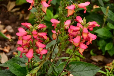Rosas fotografadas contra um fundo suave, natural e artístico.