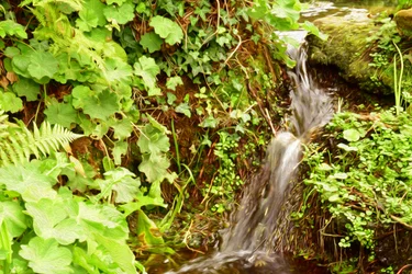Pintura a óleo: Paisagem natural