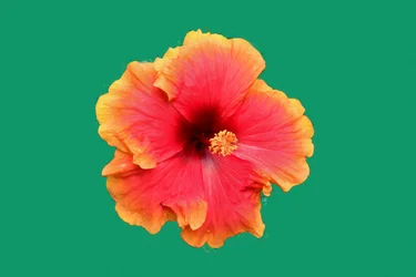 Arte floral em estilo de pintura a óleo