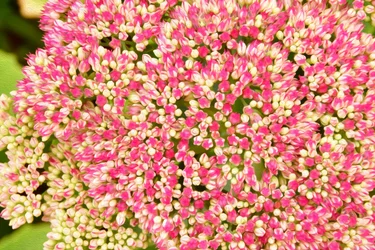 Arte floral em estilo de pintura a óleo