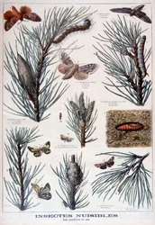 Insetos nocivos: borboletas e mariposas que danificam pinheiros, 1897