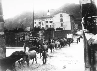 Alguns bois usados para o transporte de mármore das pedreiras apuanas são feitos para caminhar por uma estrada em Carrara (foto a p/b)