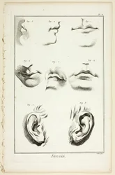 Desenho: Anatomia Facial de Encyclopédie