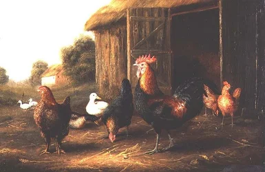 Galinhas e patos no pátio da fazenda