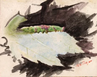 Heterocampa Biundata, Walker, estudo para o livro Concealing Coloration in the Animal Kingdom, s.d.