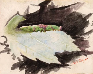 Heterocampa biundata, Walker, estudo para o livro «Concealing Coloration in the Animal Kingdom»