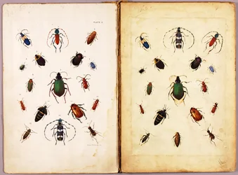 INSECTOS - Escaravelhos coloridos, paisagem, pasta de estudos para o livro Concealing Coloration in the Animal Kingdom