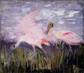 Colhereiros rosados, estudo para o livro Concealing Coloration in the Animal Kingdom