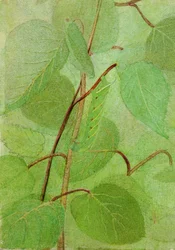 Lagarta Esfinge, estudo para o livro Concealing Coloration in the Animal Kingdom