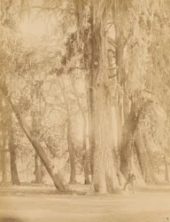 México. Bosque de Chapultepec, Perto do México