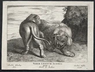 Vários Leões