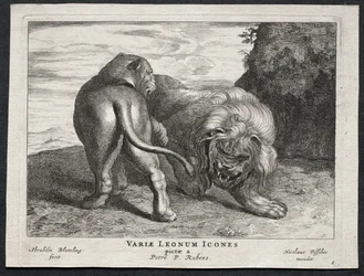 Vários Leões.
