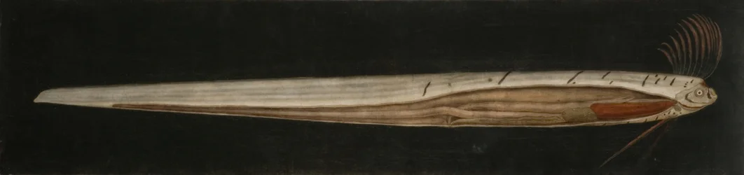 Anatomia interna do peixe-fita, Cullercoats