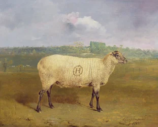 Uma ovelha premiada com o monograma «H», pertencente ao Sr. J. A. Houblon, Hallingbury Place, Essex, 1812