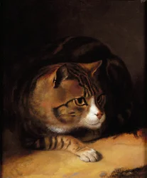Um gato tabby