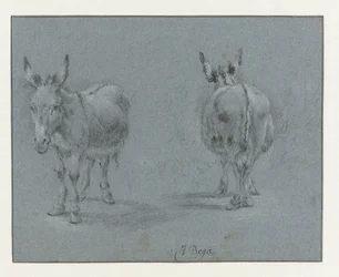 Dois estudos de um burro, visto de frente e de trás