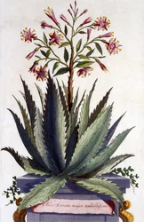 Aloe Serrata major umbellifera, de &39;Phytographia Curiosa&39;, publicado em 1702